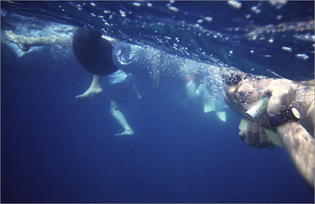 Black tip shark