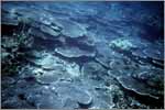 Lang Tengah corals & fishes