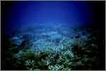 Lang Tengah corals & fishes