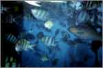 Lang Tengah corals & fishes