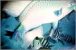 Lang Tengah corals & fishes