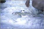 Little black tip shark