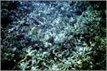 Lang Tengah corals & fishes