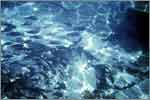 Lang Tengah corals & fishes