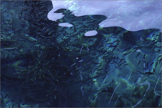 Fishes at the jetty