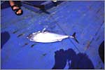 Tuna